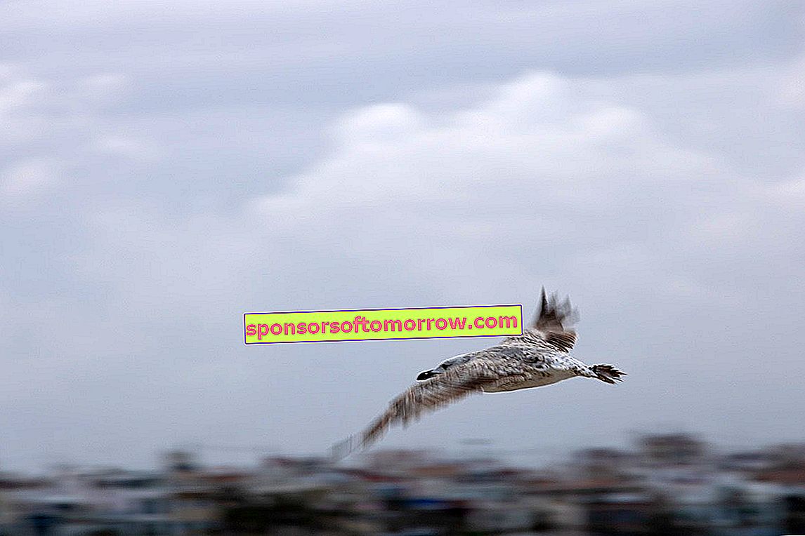 we have tested Canon EOS 2000D photo seagull