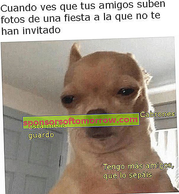 Chihuahua Geburtstag Meme 02