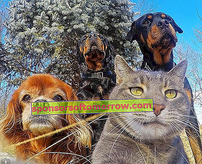 Die Geschichte hinter der Katze, die Selfies auf Instagram 2 macht