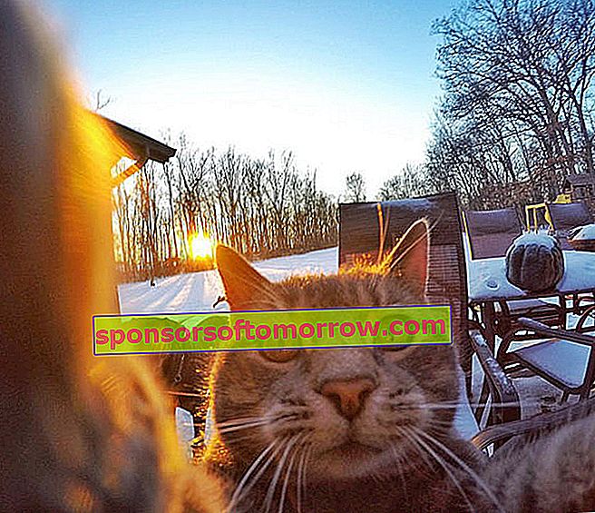 The story behind the cat taking selfies on Instagram 1