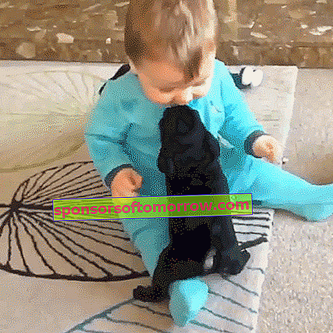 GIFを再生する子犬-GIPHYで検索と共有