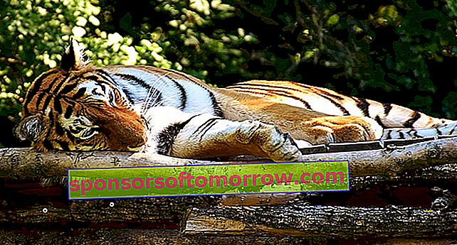 tigre pixabay